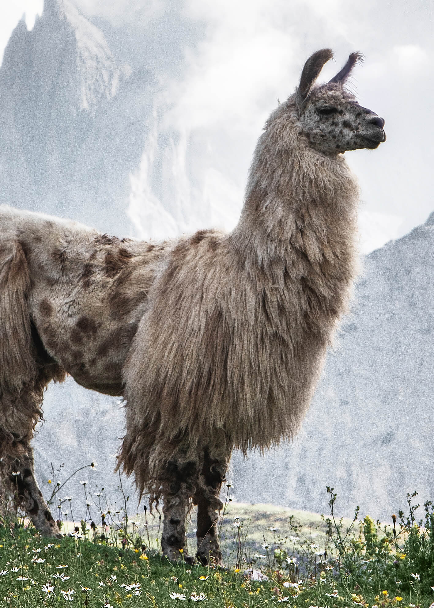 Ljuddämpande tavla - Alpacia