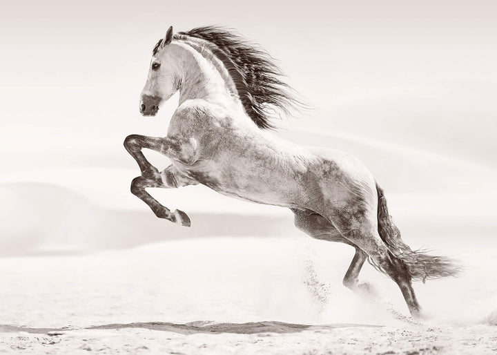 Ljuddämpande tavla - Desert horse