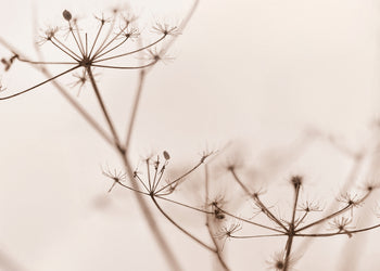 Ljuddämpande tavla - Dry wildflower