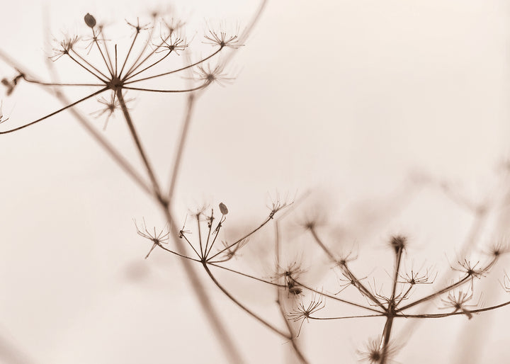Ljuddämpande tavla - Dry wildflower