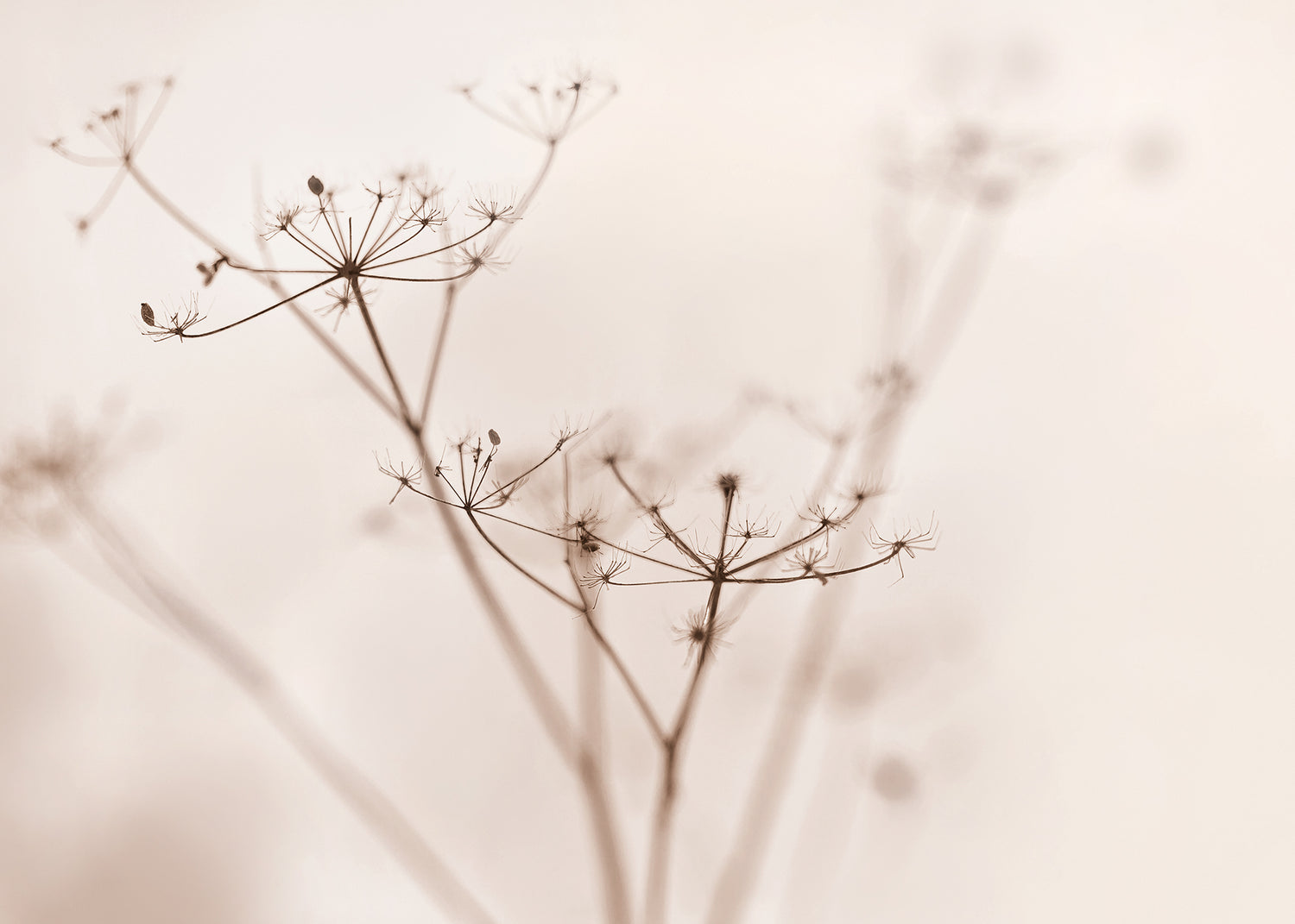 Ljuddämpande tavla - Dry wildflower