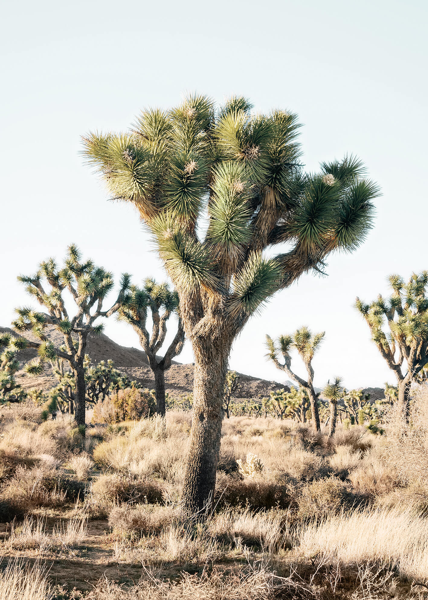 Ljuddämpande tavla - Joshua trees in the desert