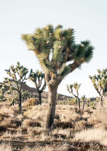 Ljuddämpande tavla - Joshua trees in the desert