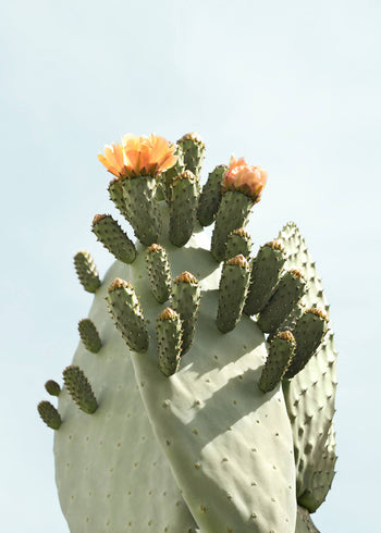 Ljuddämpande tavla - Cactus Flower 