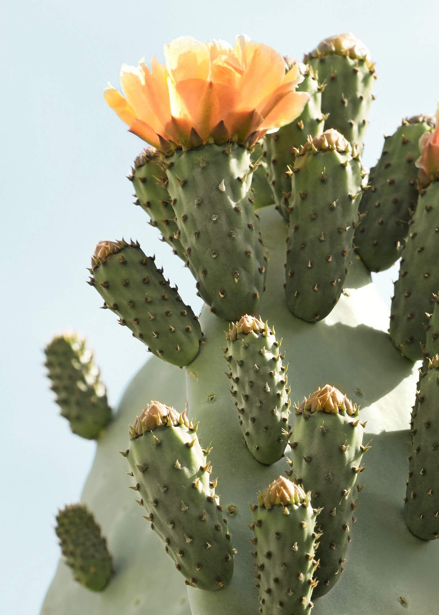 Ljuddämpande tavla - Cactus Flower 