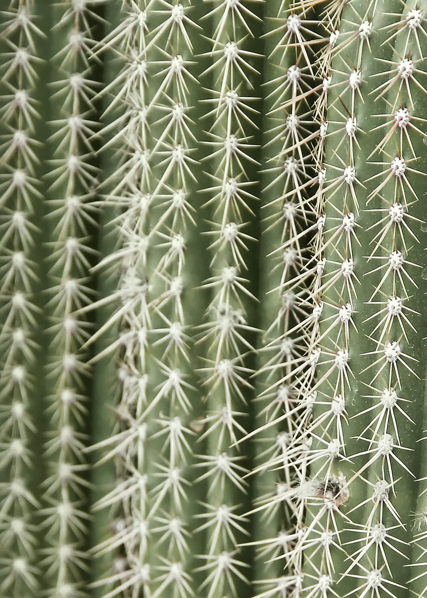 Ljuddämpande tavla - Green Cactus