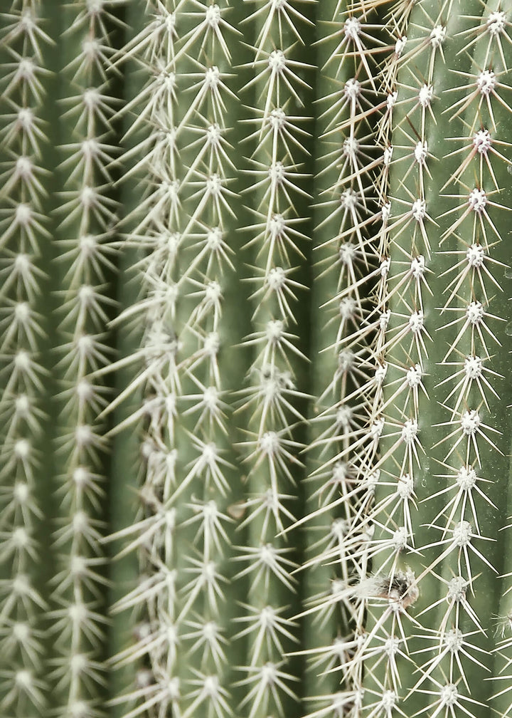 Ljuddämpande tavla - Green Cactus