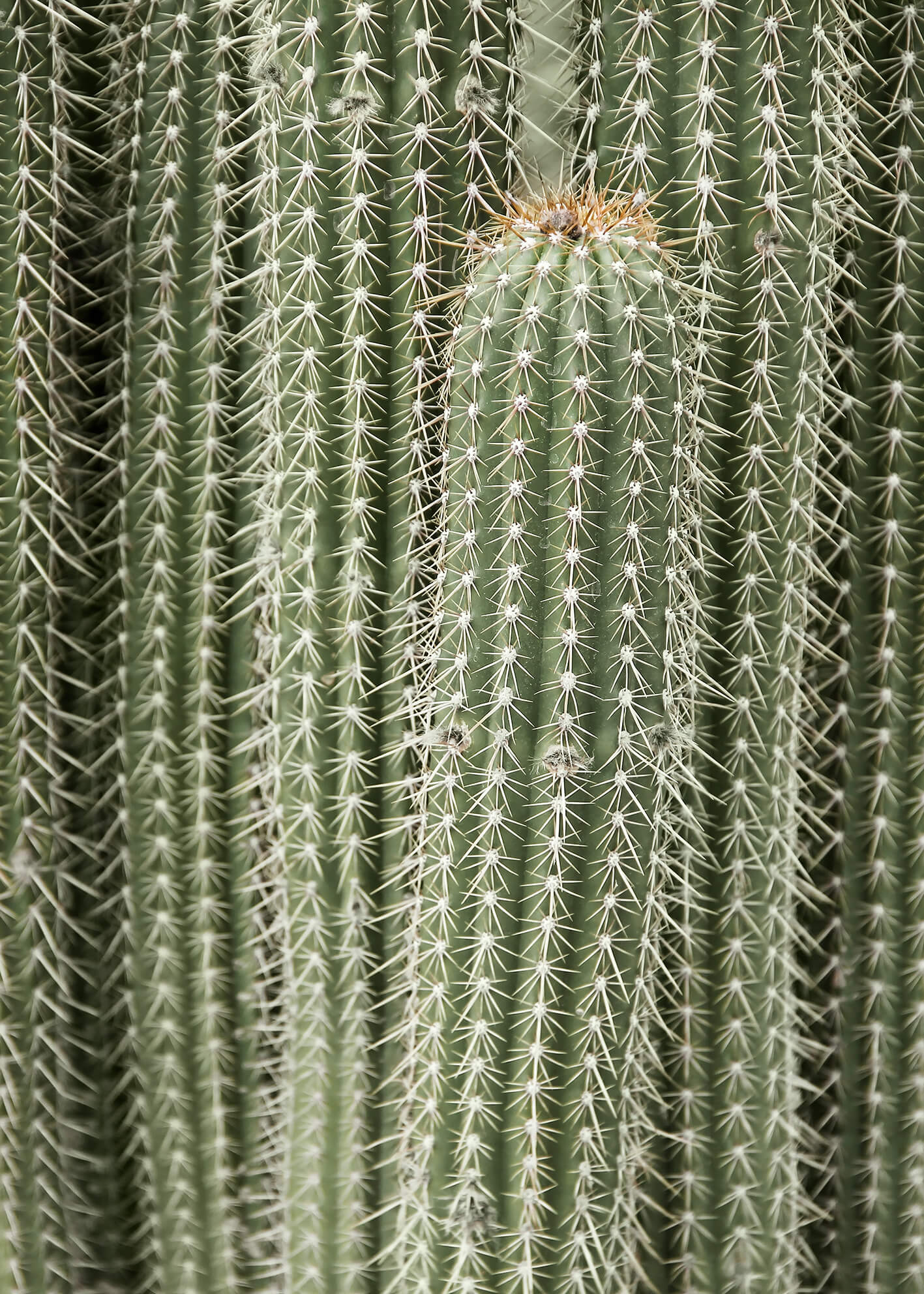 Ljuddämpande tavla - Green Cactus