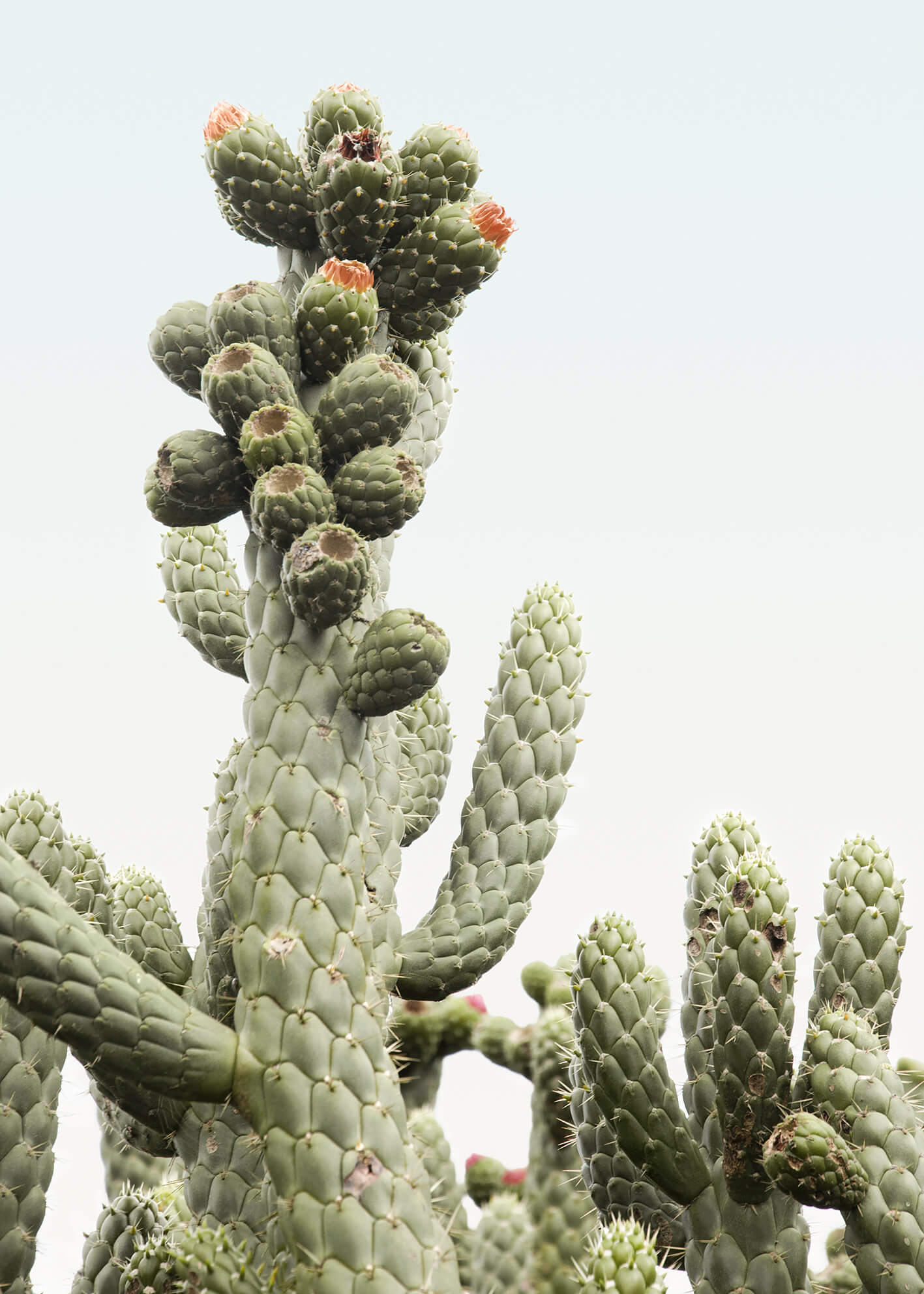 Ljuddämpande tavla - Desert  Cactus 