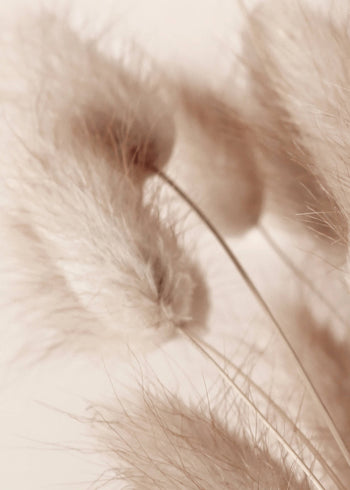 Ljuddämpande tavla - Soft Pampas No2