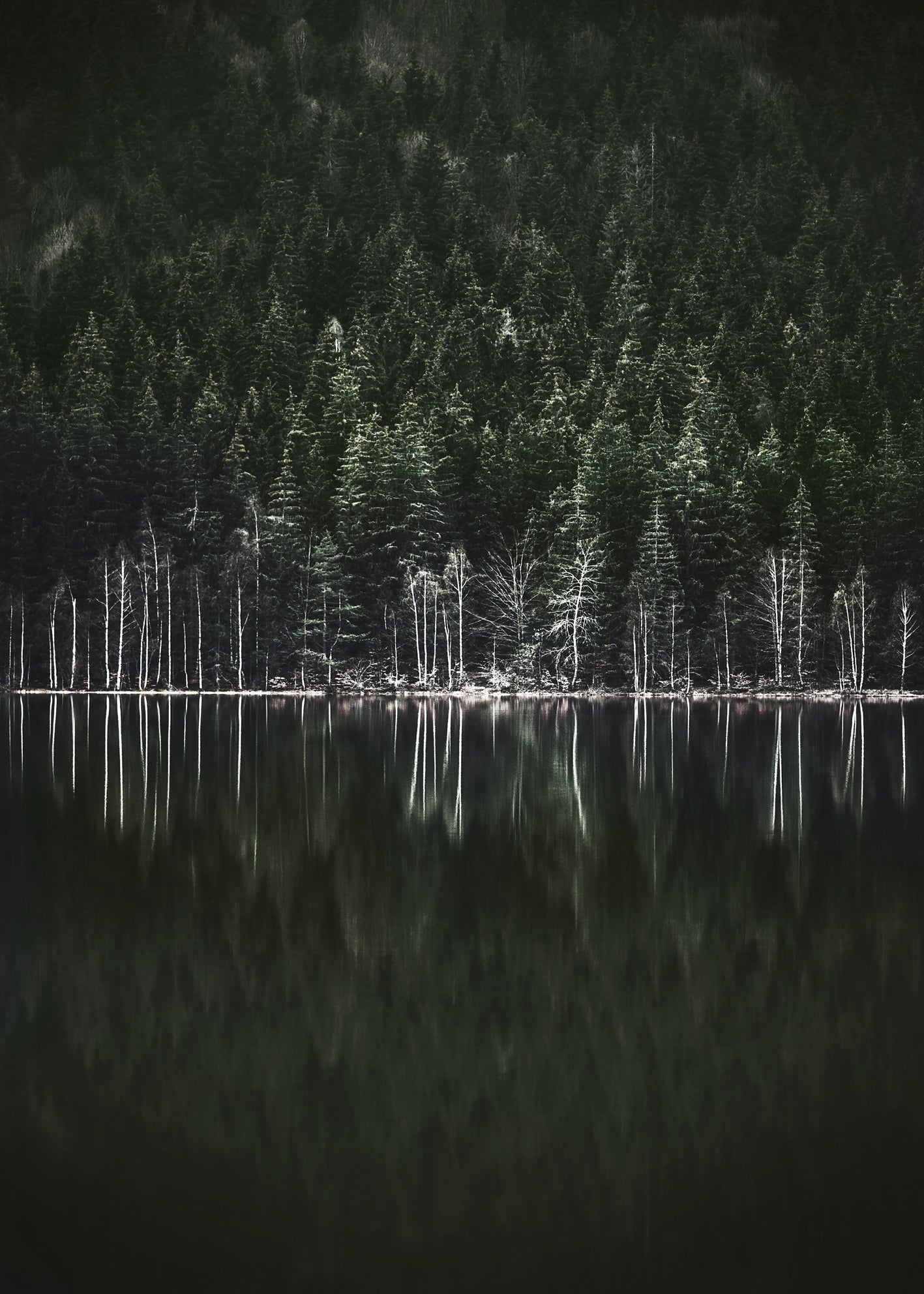 Canvastavla - Moody Forest
