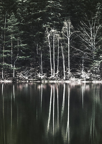 Canvastavla - Moody Forest