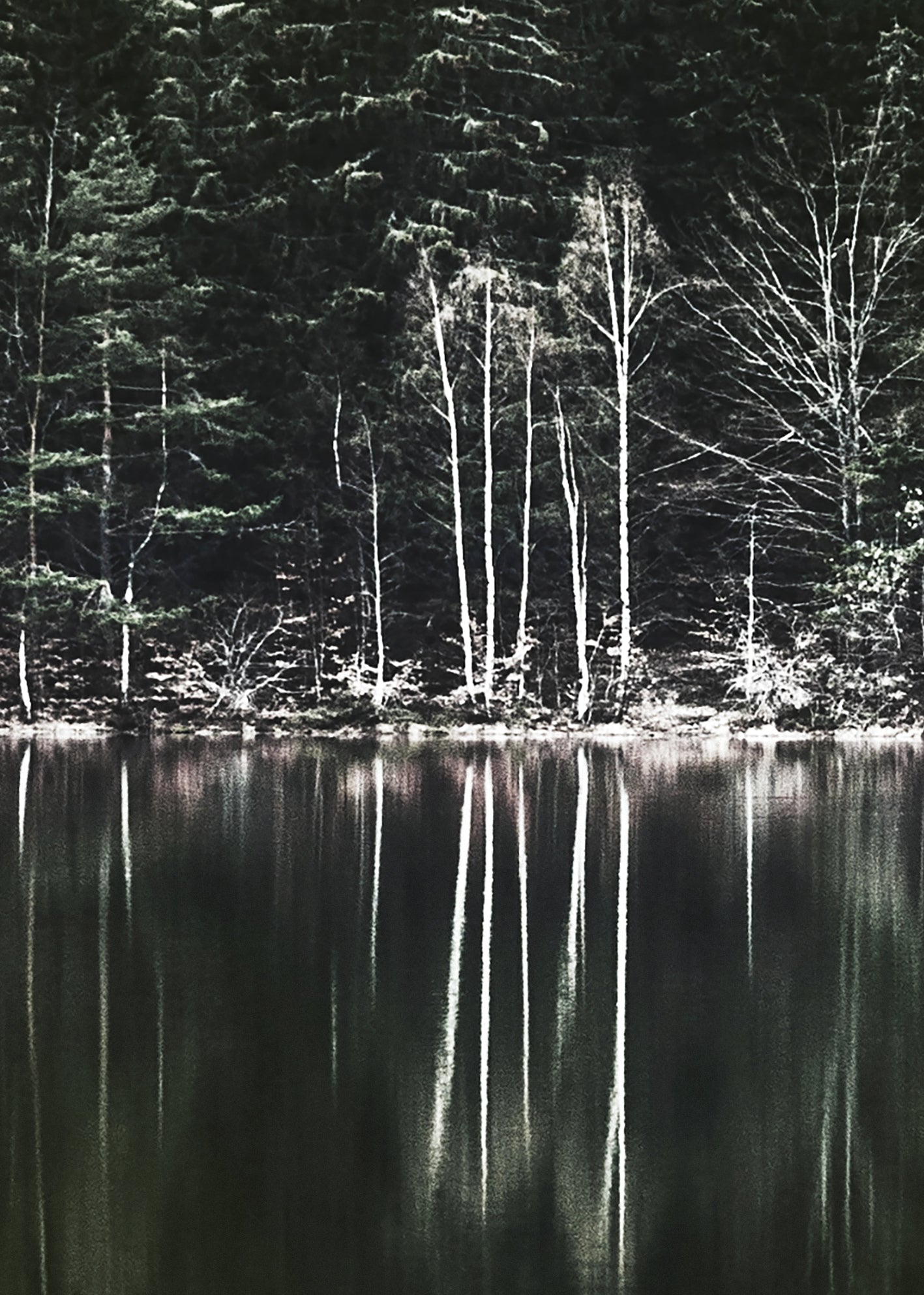 Canvastavla - Moody Forest