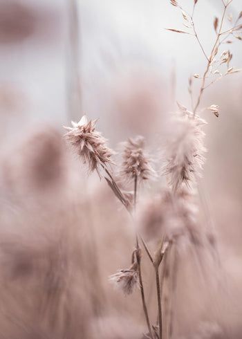 Ljuddämpande tavla -  Dried Elegance