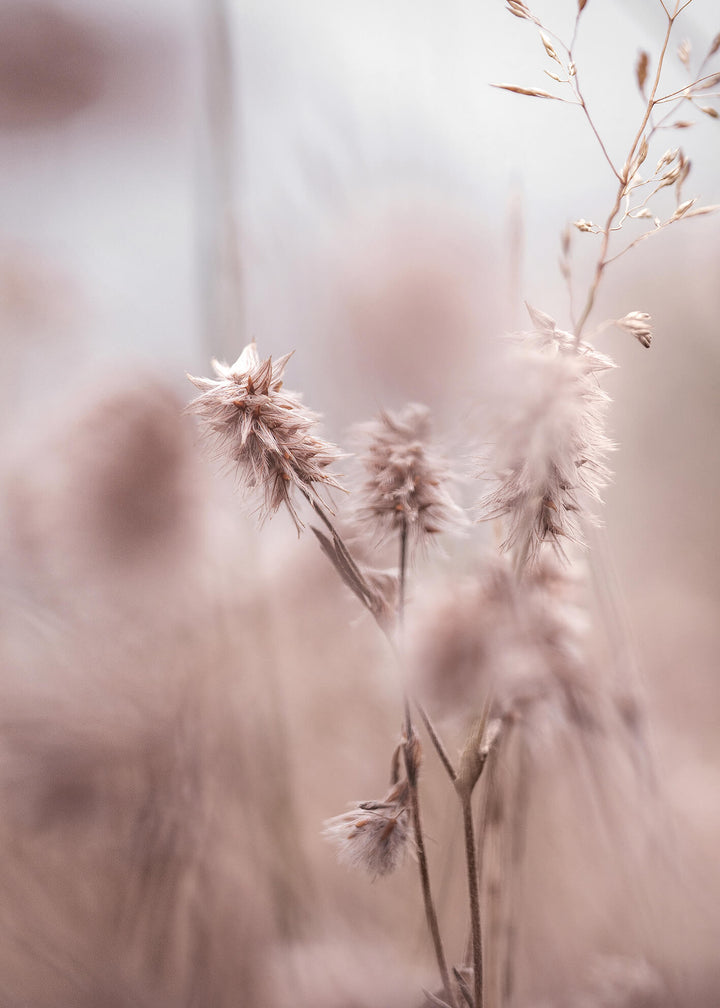 Ljuddämpande tavla -  Dried Elegance