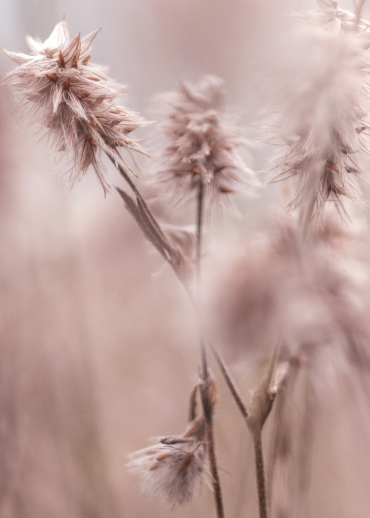 Ljuddämpande tavla -  Dried Elegance