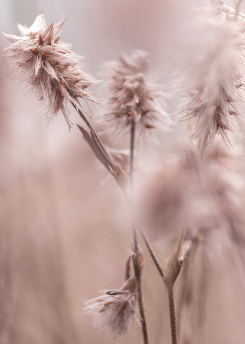 Ljuddämpande tavla -  Dried Elegance