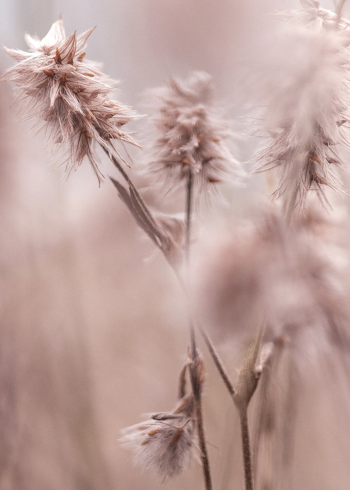 Ljuddämpande tavla -  Dried Elegance