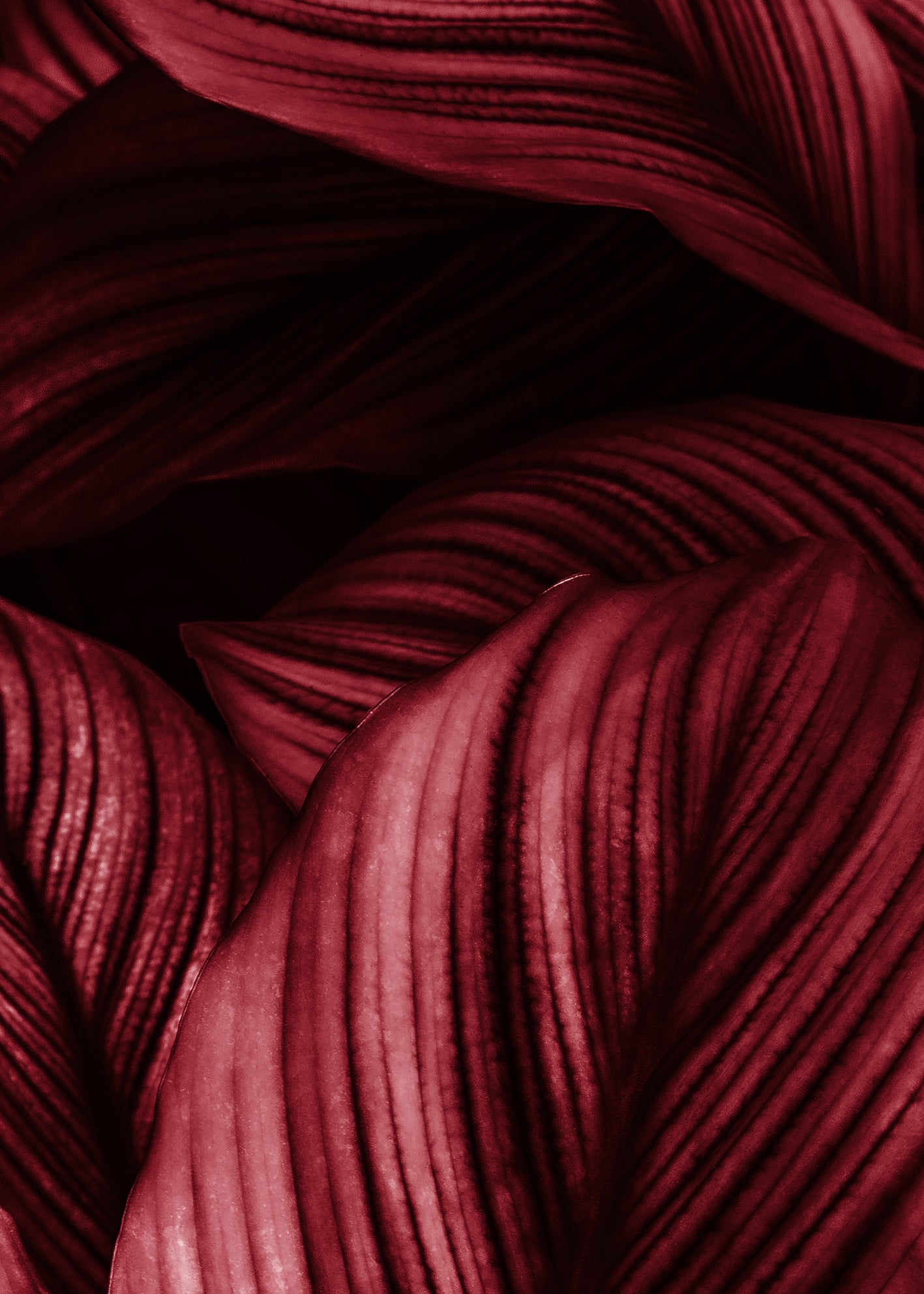Canvastavla - Viva Magenta Leaf (70x100)