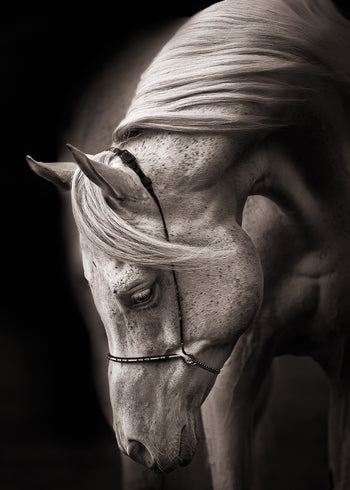 Ljuddämpande tavla - Equestrian Harmony