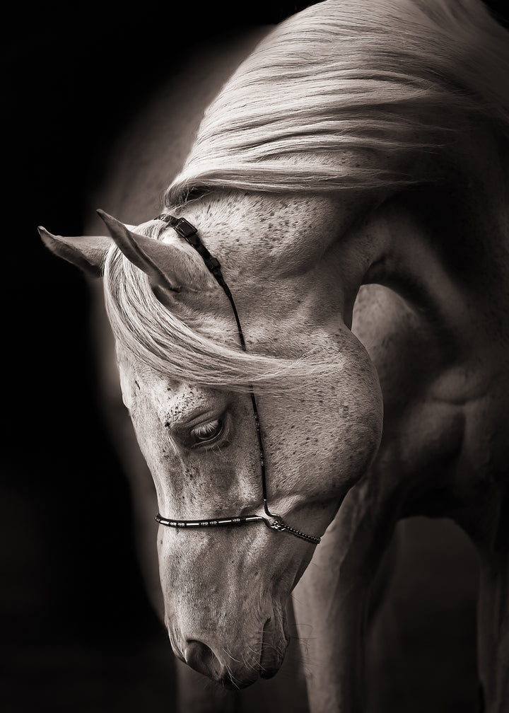 Ljuddämpande tavla - Equestrian Harmony