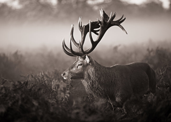 Ljuddämpande tavla - Deer's Graceful Haven