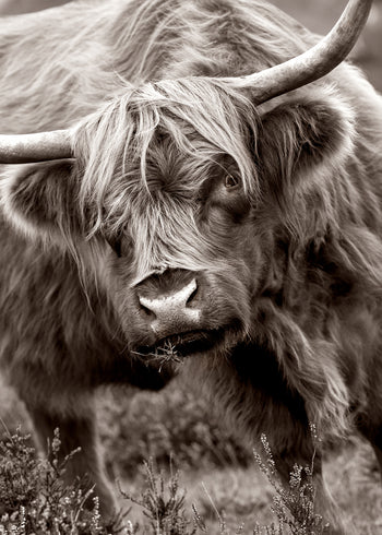 Ljuddämpande tavla - Buffalo in Natural Splendor