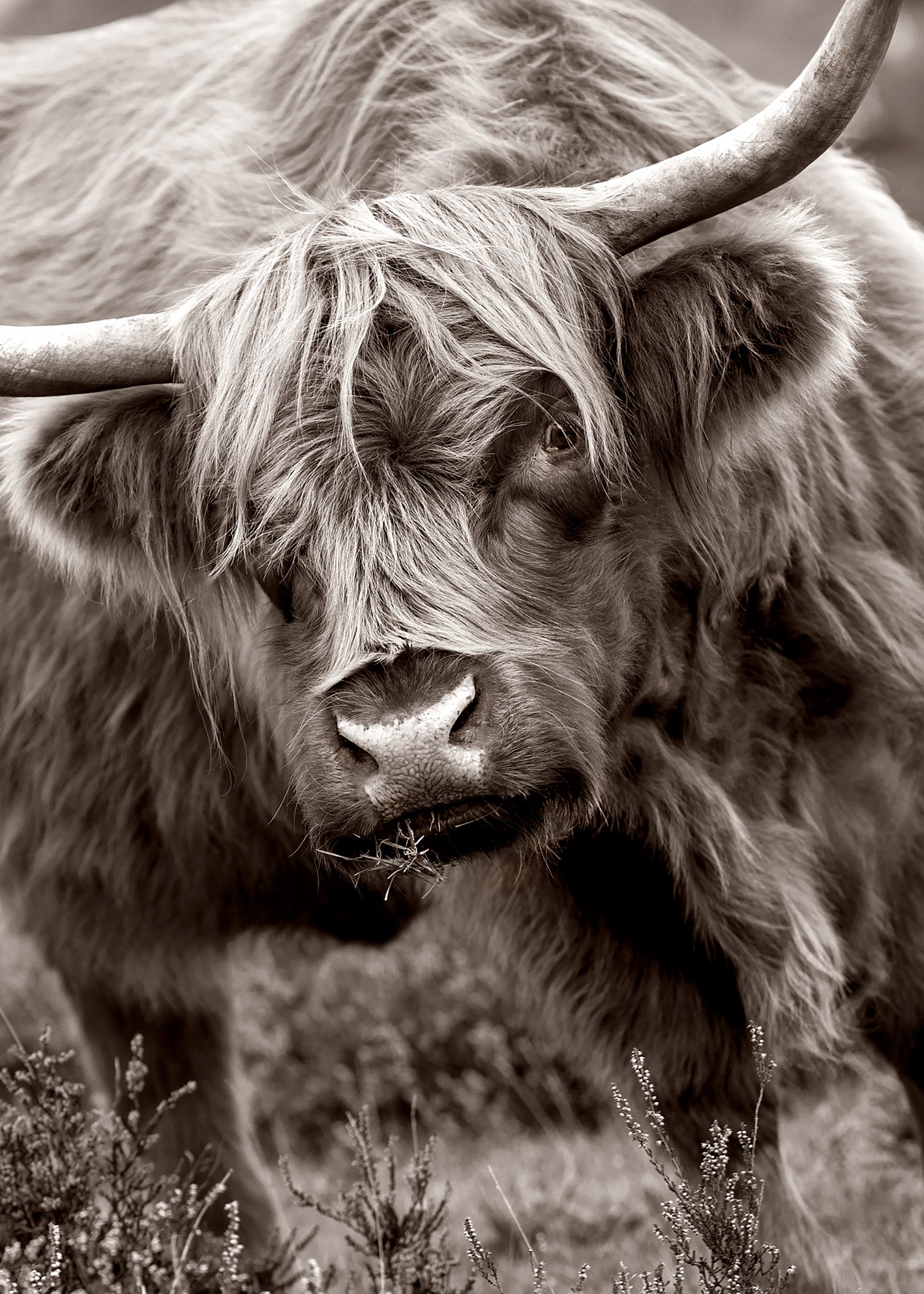 Ljuddämpande tavla - Buffalo in Natural Splendor