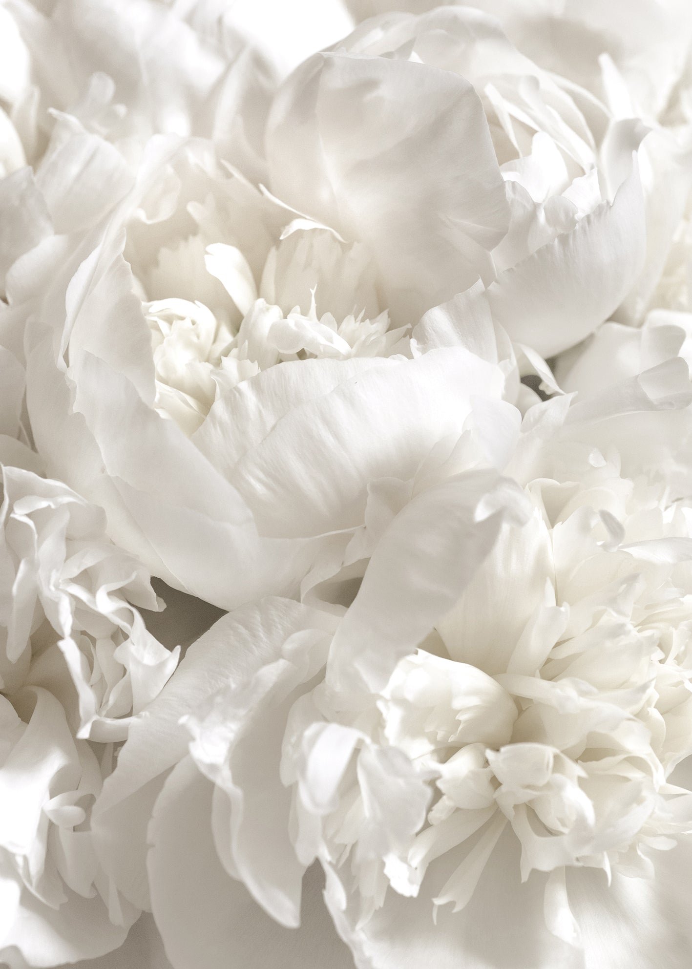 Canvastavla - White Peonies (100x150)