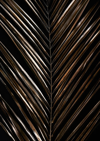Canvastavla - Areca (120x180)
