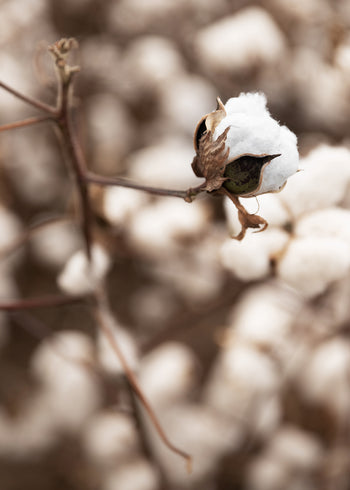 Canvastavla - Cotton