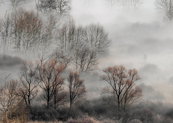 Canvastavla - Foggy Morning