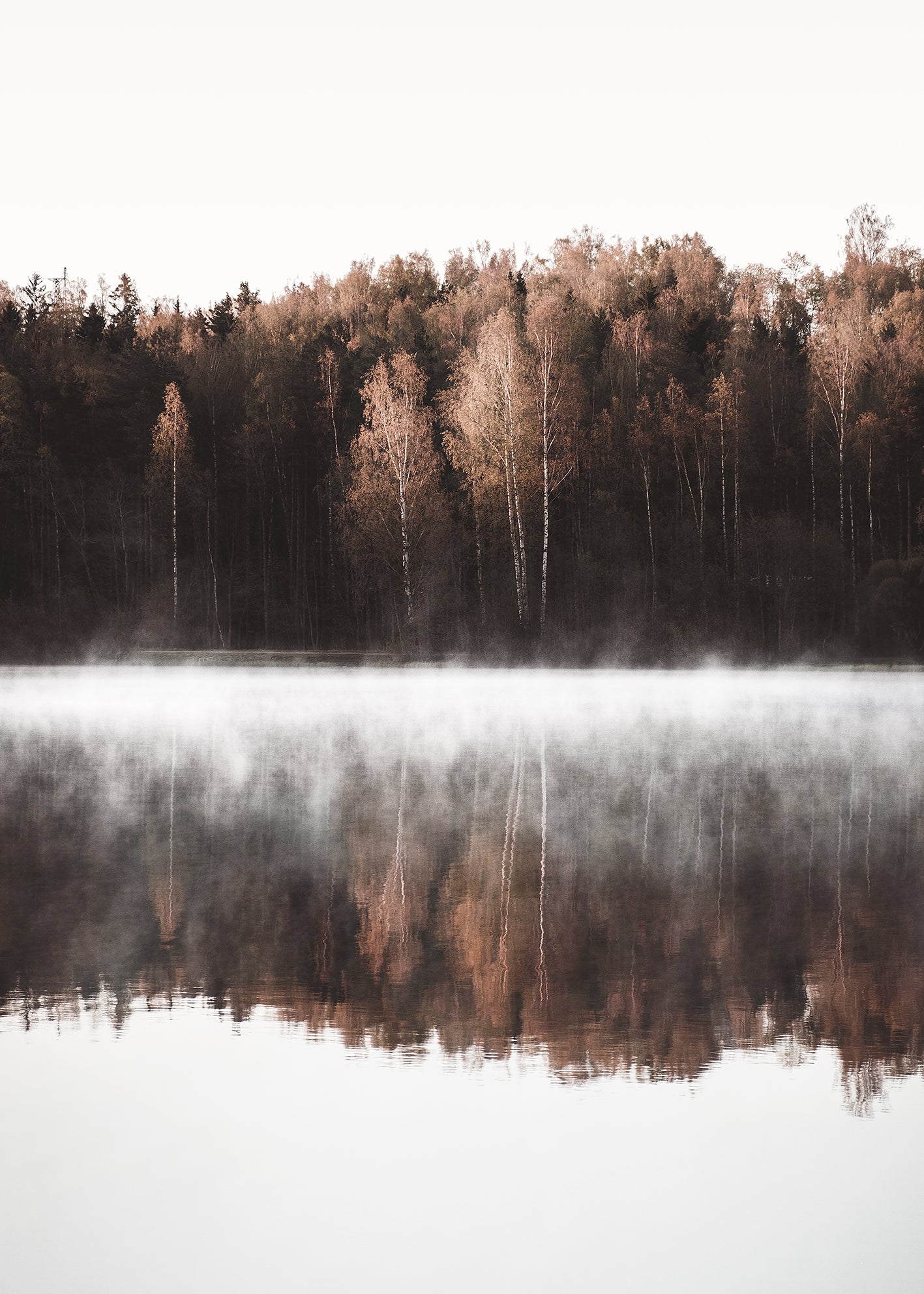 Canvastavla - Birch Trees