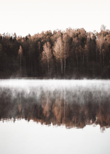 Canvastavla - Birch Trees