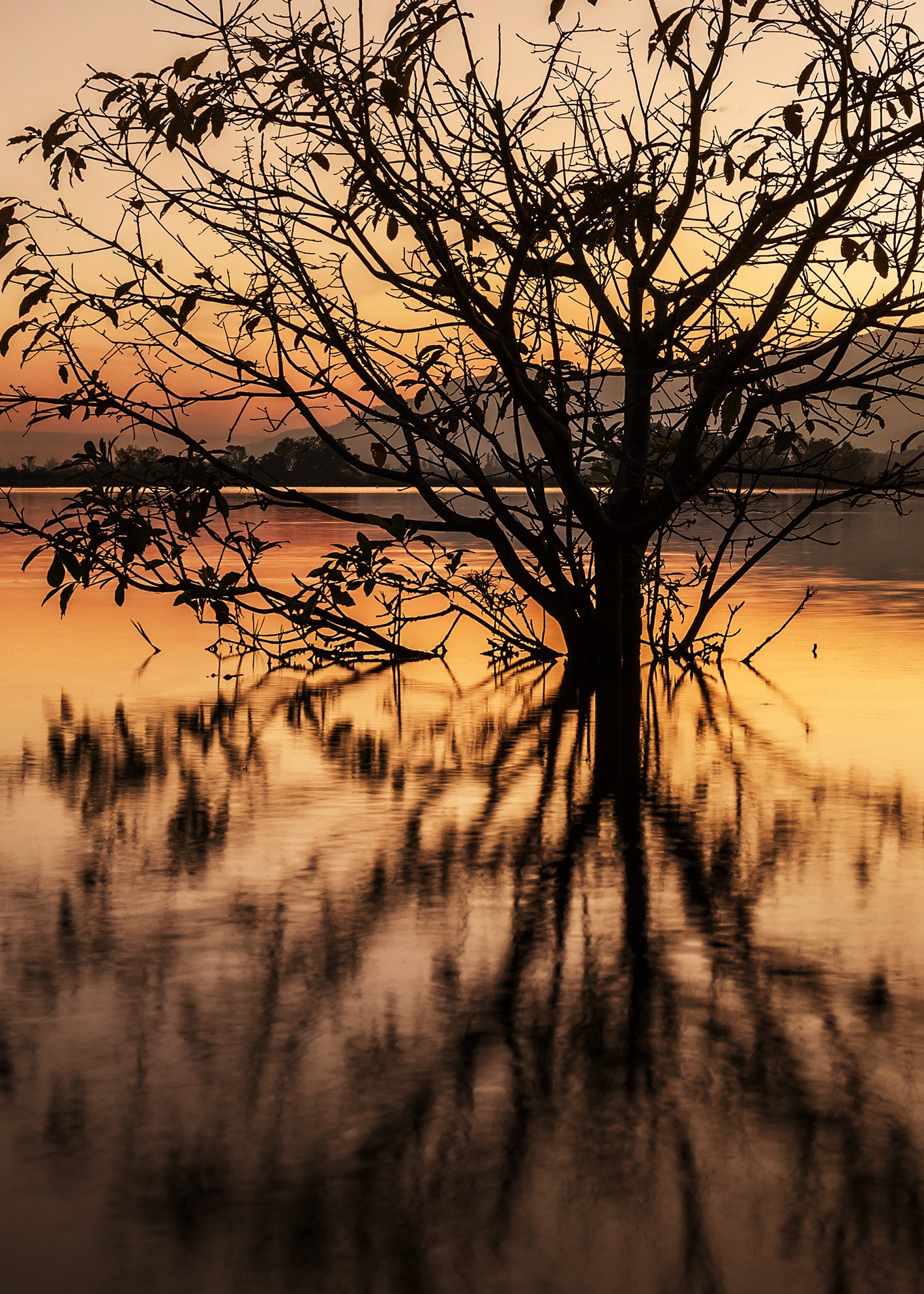 Ljuddämpande tavla - Tree Reflection