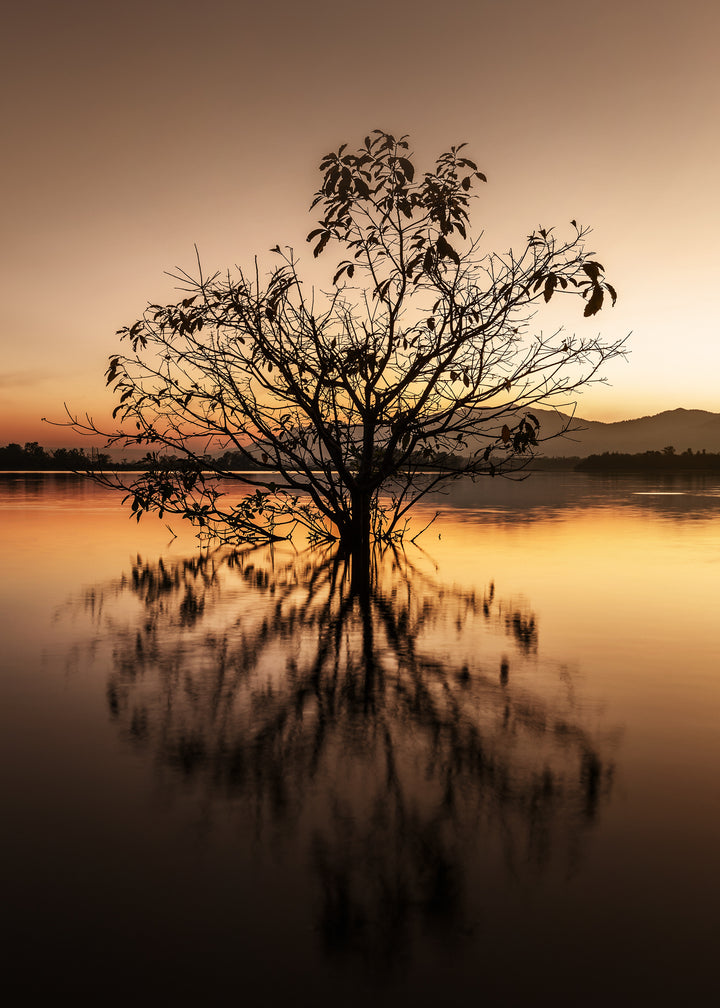 Ljuddämpande tavla - Tree Reflection