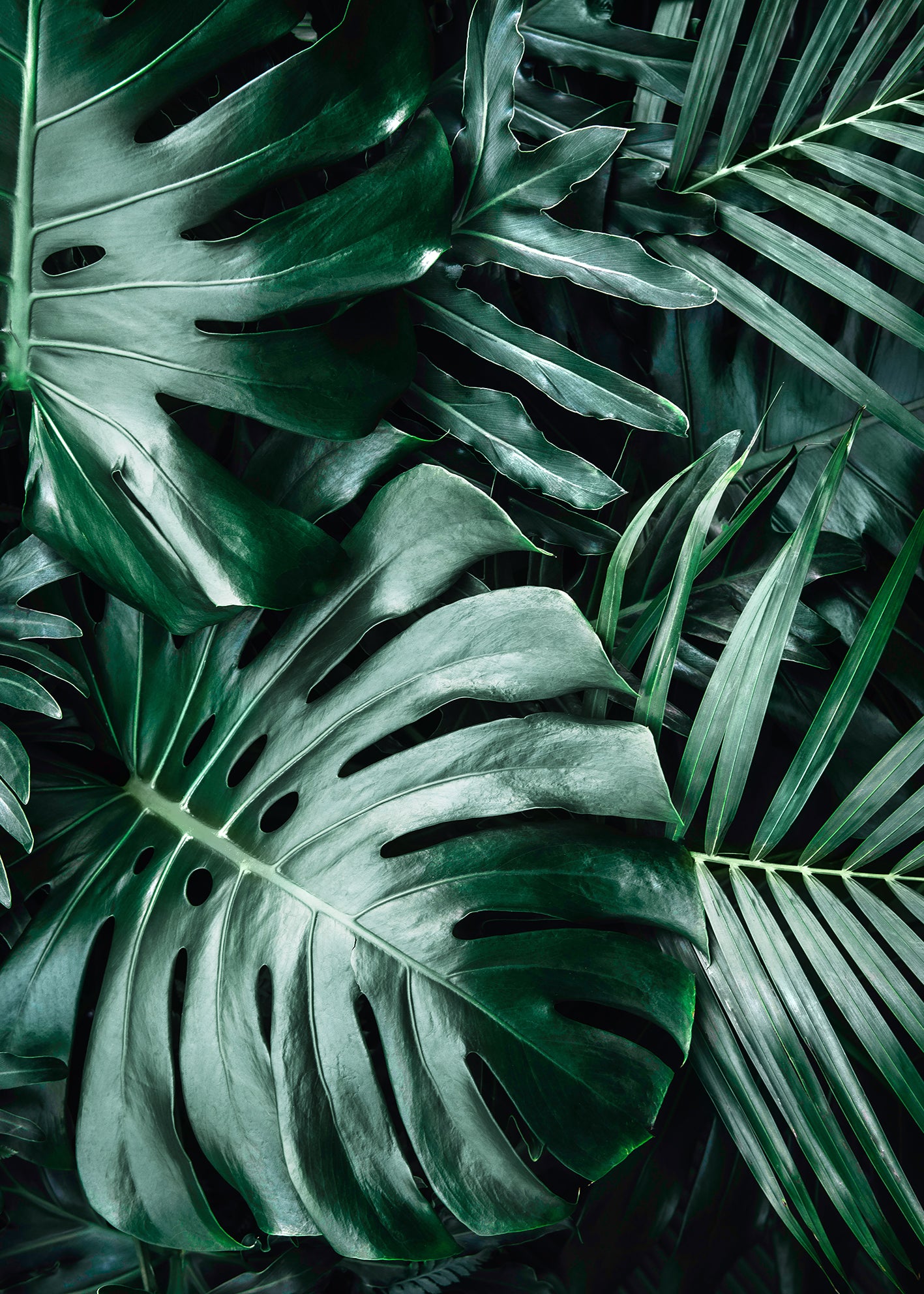 Canvastavla - Monstera (80x120)