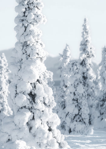 Canvastavla - Trees and Snow
