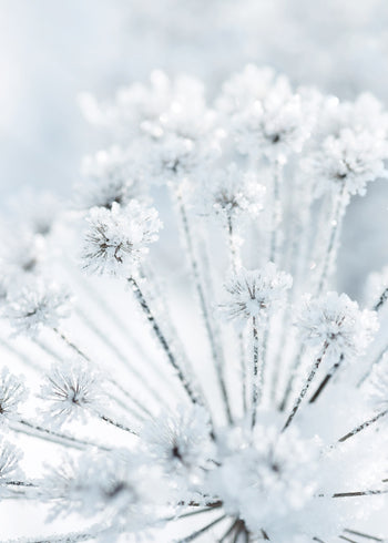 Ljuddämpande tavla - Icy Grass