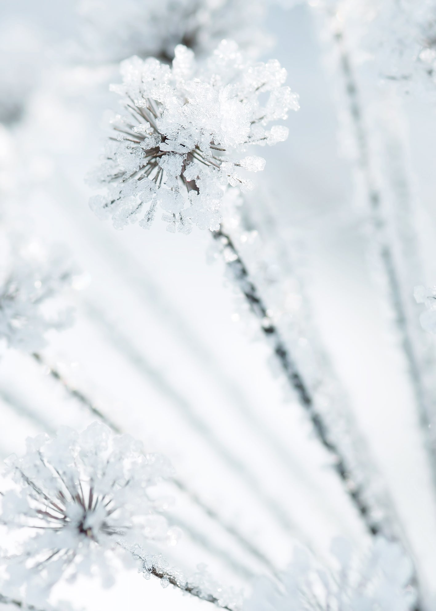 Ljuddämpande tavla - Icy Grass