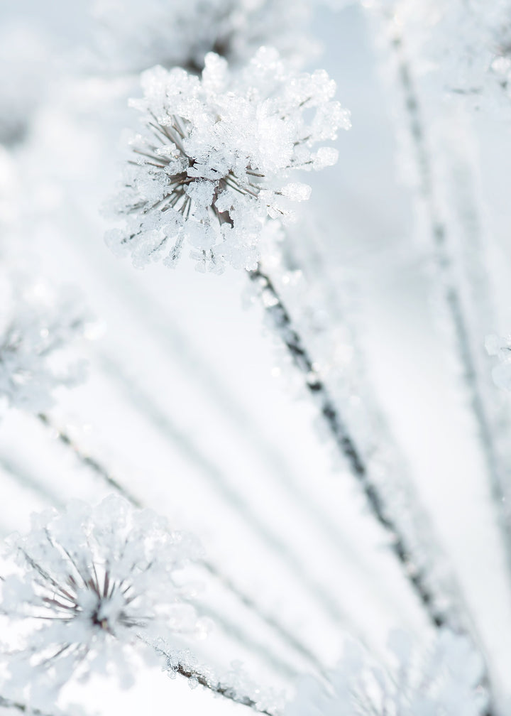 Ljuddämpande tavla - Icy Grass