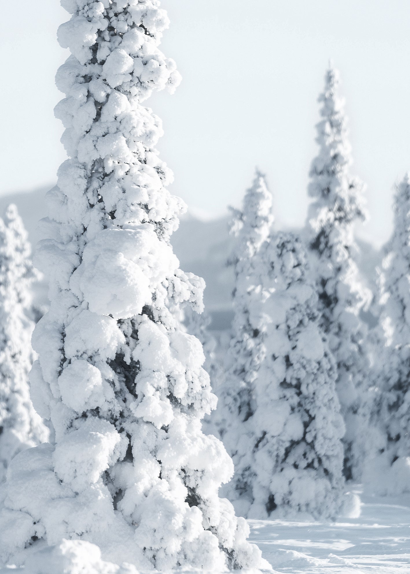 Ljuddämpande tavla - Trees and Snow