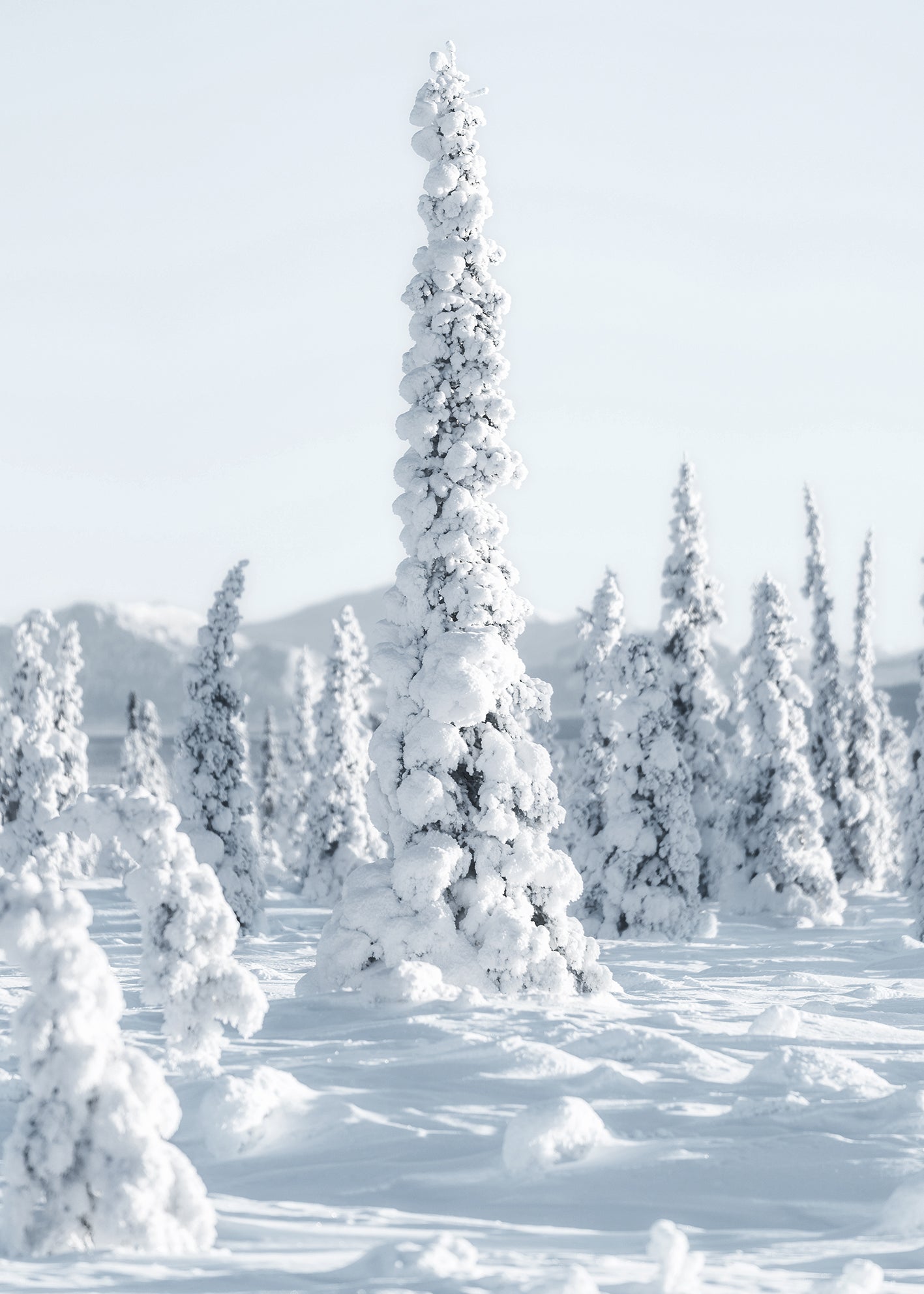 Ljuddämpande tavla - Trees and Snow