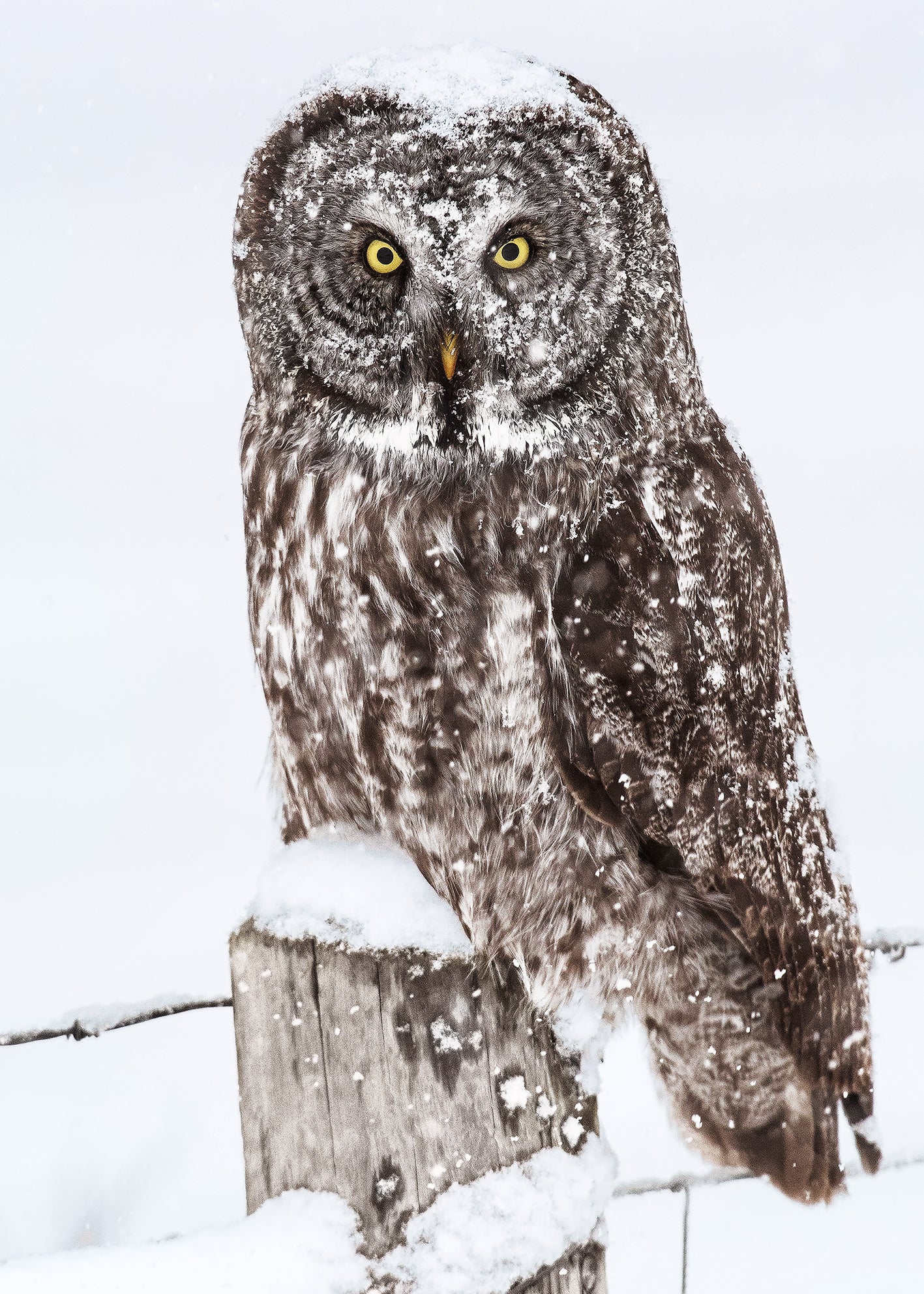 Ljuddämpande tavla - Brown Owl