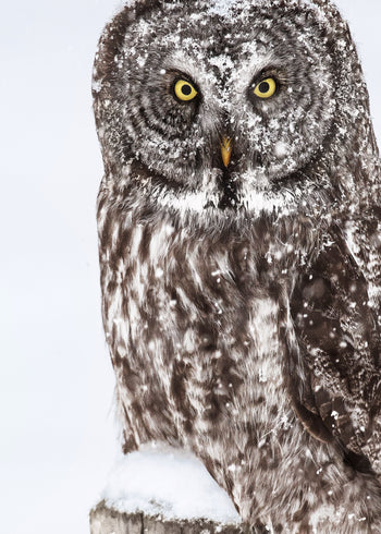 Ljuddämpande tavla - Brown Owl