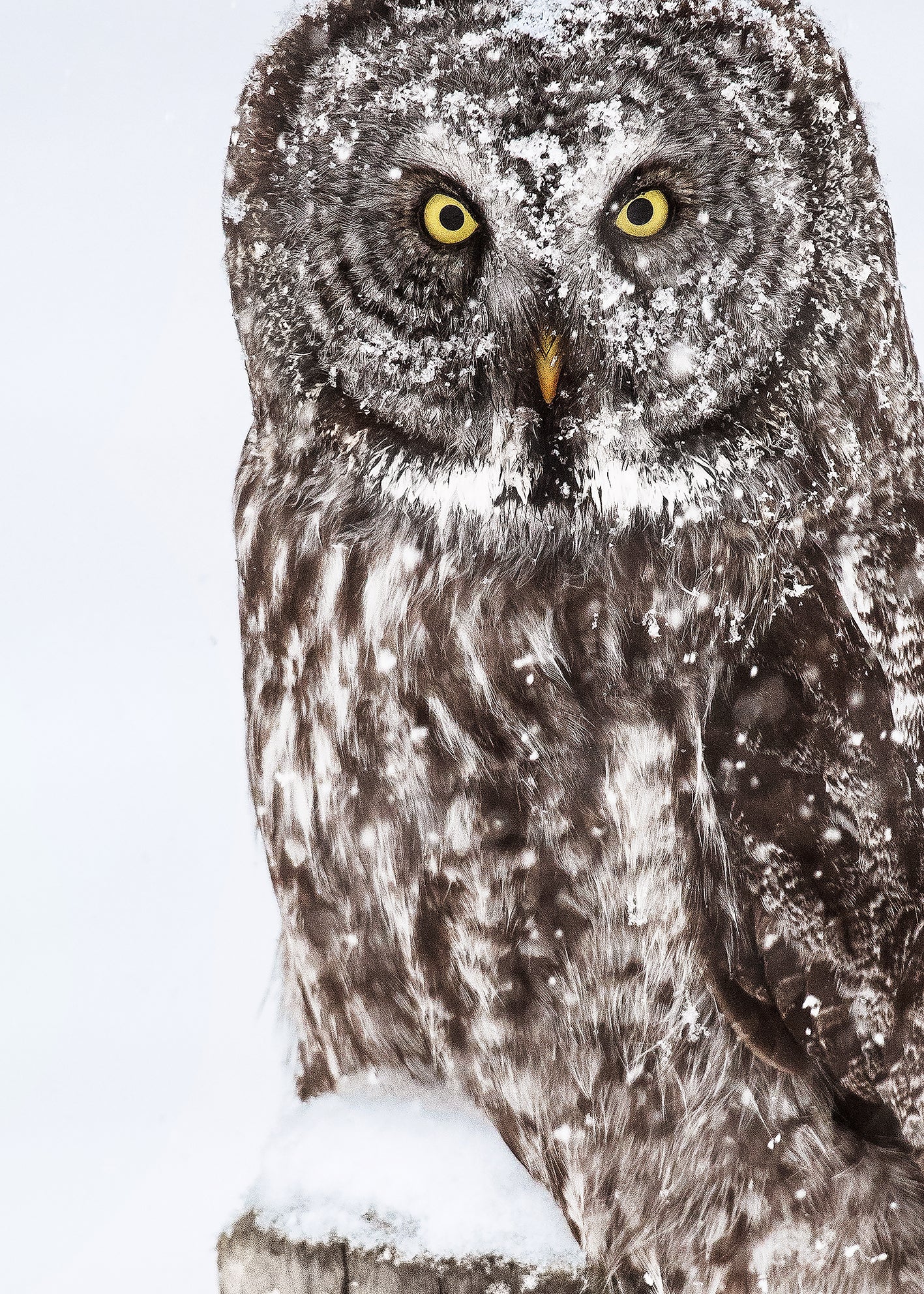 Ljuddämpande tavla - Brown Owl