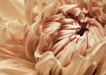 Canvastavla - Orange Perennial (80x120)