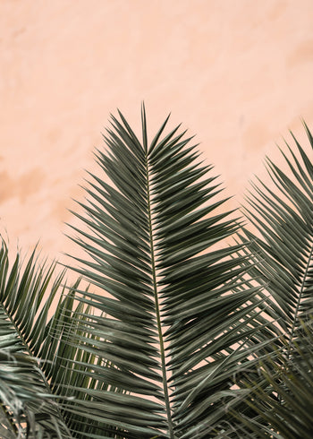 Canvastavla - Palm Leaves