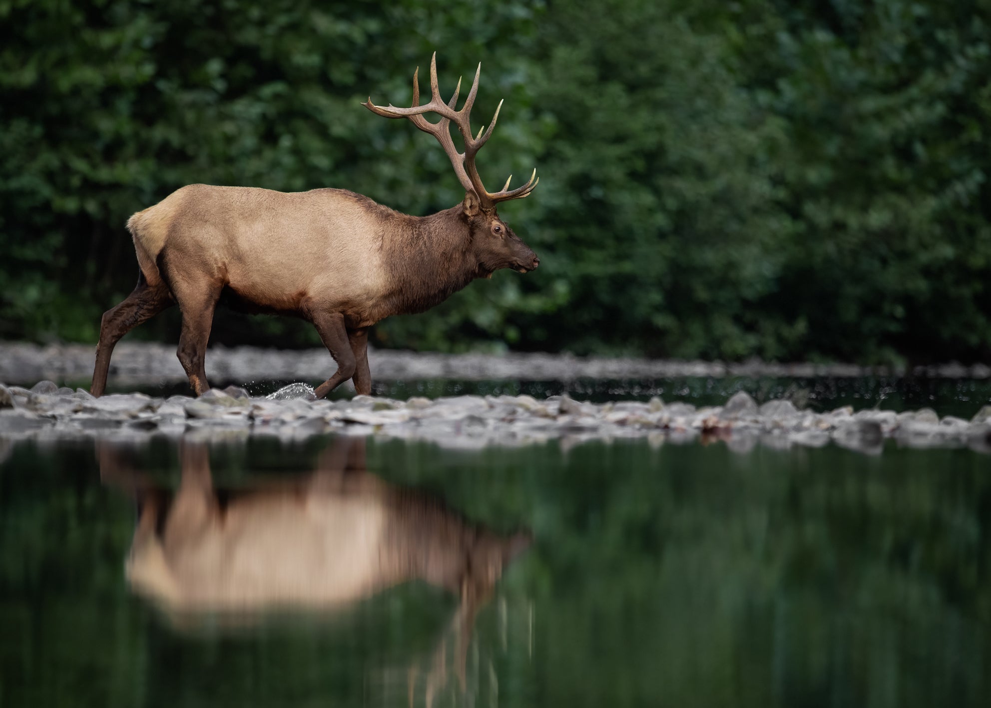 Ljuddämpande tavla - Elk Reflection