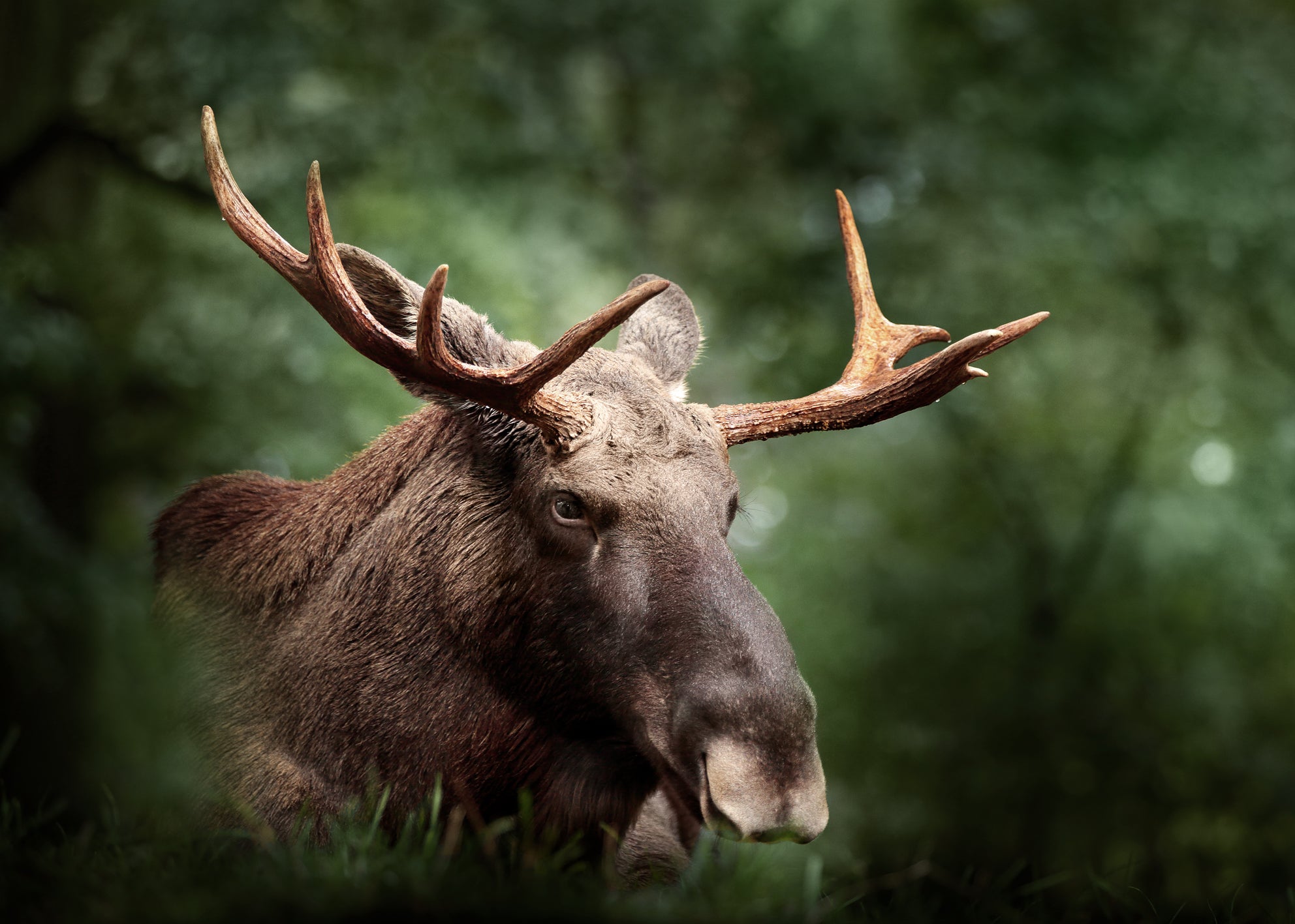 Ljuddämpande tavla - Elk Haven